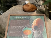 「一瞬騙されたわ」「なりきってるのね」 動物園で激写された「アカカワイノシシ面するカモ」話題