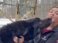 ウルフドッグは必ずしも攻撃的とは限らない「一目で虜になったのよ！」オオカミの血を引く犬に心を奪われた女性