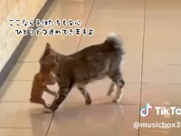 この人になら託せる！野良猫のお世話をしていたら、子供たちを1匹ずつ合計3匹連れてきた