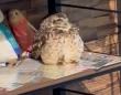 陳列されとる...　〝商品〟になりきるフクロウに7.4万人もん絶「なにこのかわいい置物」