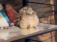 陳列されとる...　〝商品〟になりきるフクロウに7.4万人もん絶「なにこのかわいい置物」