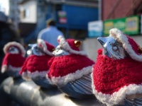 四季を伝える「江ノ電スズメ」（Ryosuke Yagiさん撮影、flickrより）