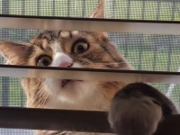 猫だから仕方がない…よね？日常にあふれる猫たちの愉快で不思議な生態を観察してみた
