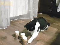 こんなん百発百中にゃ！保護猫プーシクくん、スリーシェルゲームで当てまくる