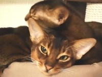 秋の夜長はほっこりしたい！キュートな犬たち猫たちの動画総集編