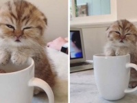 マグカップのフチ子猫とかいう新ジャンル。カップにもたれかかりウトウトこくり
