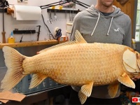 巨大金魚かと思ったら...「ビッグマウスバッファロー」の変異種が捕獲される。推定年齢100歳以上（アメリカ）