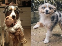 犬かわいさの集大成。オーストラリアン・シェパードの魅力的仕草にズームイン！