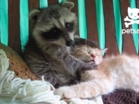なでくりなでくり、大好きキュッキュ！猫を猫可愛がりするアライグマ