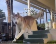ハスキーがかっこよくジャンプする姿を撮影しようとしたところ、犬ションの瞬間をとらえてしまった！