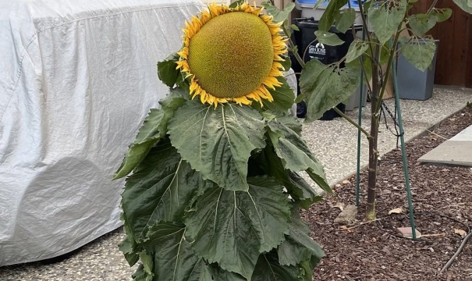 「妖怪っぽい」「襲いかかってきそう」植物怪獣みたいなヒマワリ、目撃される