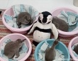 育児放棄されたペンギンの赤ちゃんを安心させるため、ぬいぐるみのお母さんが代理母に
