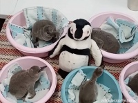 育児放棄されたペンギンの赤ちゃんを安心させるため、ぬいぐるみのお母さんが代理母に