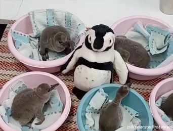 育児放棄されたペンギンの赤ちゃんを安心させるため、ぬいぐるみのお母さんが代理母に