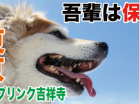 一般社団法人 保護犬のわんこのプレスリリース画像