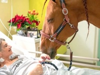 患者もドクターも看護師にも、みんなに癒しを届ける天使！馬のセラピスト、病院に笑顔を運び続ける