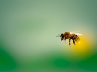 ミツバチが女性を救う。毒に含まれる物質が乳がん細胞を破壊することが判明（オーストラリア研究）