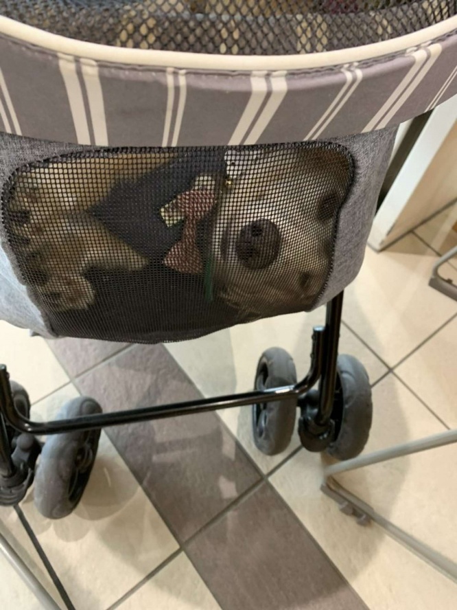 カートの中に...(画像提供:ササミん(@wanwanmaturi)さん)