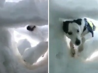働く救助犬。雪山に埋もれた登山者を発見するため、雪をかきわけて掘り進むボーダーコリーの訓練動画