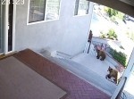 犬がクマ２匹を追い払う！【貴重映像】