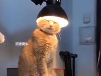 なんという神々しさ！頭に永遠なる者の栄光の冠をつけた猫