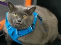 ダイエット中の猫シンダーさん、今日ももくもくと運動するよ