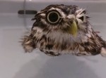 水に浮かぶフクロウが、かわいすぎて辛い…【動画】