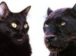 猫もトラもライオンも、みんな猫科！　おんなじだってことが分かる１０のしぐさ