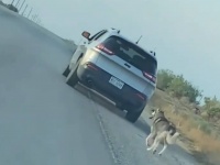 路上に置き去りにされ、必死に車を追いかけていたハスキー犬に新たな飼い主が見つかる（アメリカ）