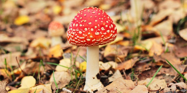 毒キノコ