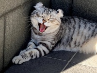 猫は野生生物にとって悪でしかないのか？専門家の考察