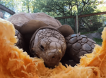 動物園もHappy Halloween！ケヅメリクガメに大きなカボチャを与えてみたら…？