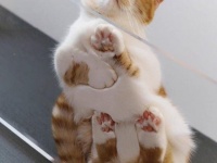 ガラスの上の猫の姿があまりにもペタンとしていたのでコラ職人頑張る