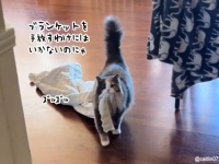 ライナスの毛布ならぬ猫のブランケット。いつでもどこでもズルズルと引きずっていく