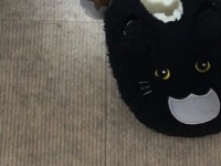 この写真の中から「本物の猫」見つけられる？　危険すぎる〝擬態〟に19万人驚がく