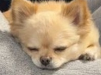 起きてる時も〝ほぼ寝顔〟な糸目チワワが10万人を魅了　「かわいすぎて過呼吸」「好きすぎる」