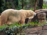 ホッキョクグマとハイイログマの交雑種、現時点では少ないがホッキョクグマが消滅する可能性