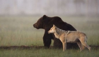 オオカミとクマが最強タッグを組んだ。共に寄り添い餌を分け合って食べるオオカミとクマのカップル