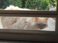 愛猫を亡くして落ち込んでいたら、隣人の猫が毎日訪ねてくるようになった。もしかしたら慰めに来てくれているのかも