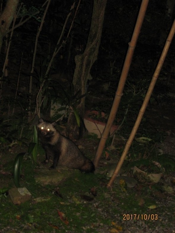 こちらは、普通の茶色いタヌキ