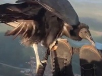 パラグライダーを楽しんでいたら、突然クロコンドルがやってきた！猛禽と一緒に楽しむ空の旅はいかが？