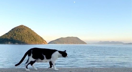 大きなニャンコは貫禄たっぷり