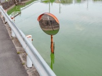 映しているのは水面ばかり...　「池の中のカーブミラー」の存在理由が謎すぎる