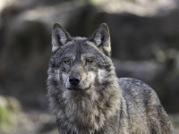 たった1頭のオオカミが島全体の生態系を復活させる