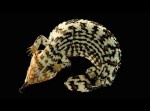 【閲覧注意】ヘビやカエルを◯◯から見た映像がヤバすぎる！