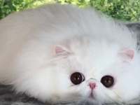 毛玉すぎ！目鼻がなかったら綿菓子と雲と見分けがつかない猫