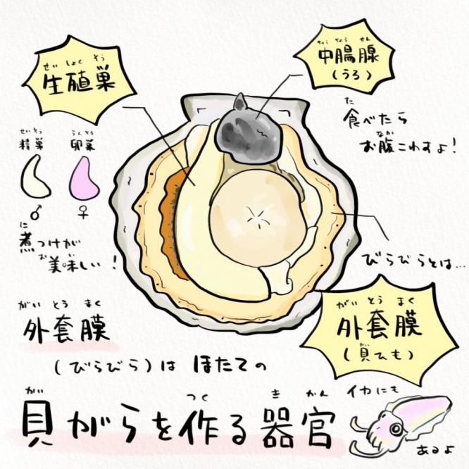 これがホタテの中身だ！
