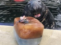31歳の誕生日を迎えたハイイロアザラシ、フィッシュケーキを前にとろける笑顔（イギリス）
