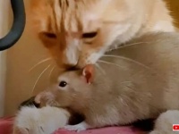 猫とネズミ、仲良くケンカ…なんかしないもん！もう誰にも止められない？ラットとにゃんこのラブストーリー