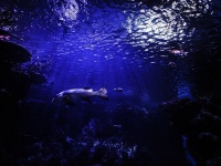 2020年に深海で発見された驚くべき7つのもの。奇妙な生物から巨大氷河の底まで続々登場